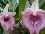 Cochleanthes hybrid 02