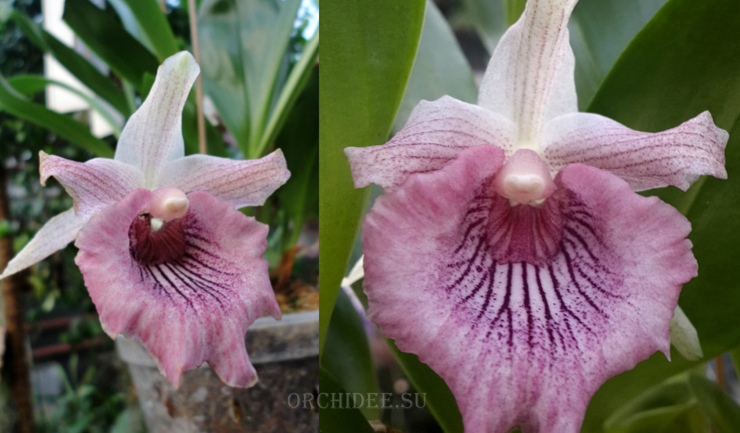 Cochleanthes hybrid 02