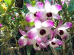 Dendrobium nobile 'Dark Eye'