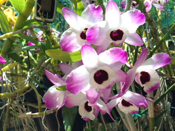 Dendrobium nobile 'Dark Eye'