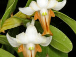 Dendrobium ellipsophyllum