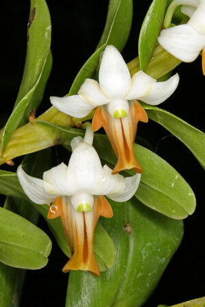 Dendrobium ellipsophyllum