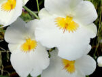 Miltoniopsis Rene Komoda 'White Cloud'