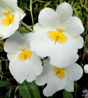 Miltoniopsis Rene Komoda 'White Cloud'