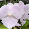 Phalaenopsis PH 258 Big Foot