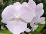 Phalaenopsis PH 258 Big Foot