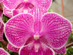 Phalaenopsis PH 259 Big Lip