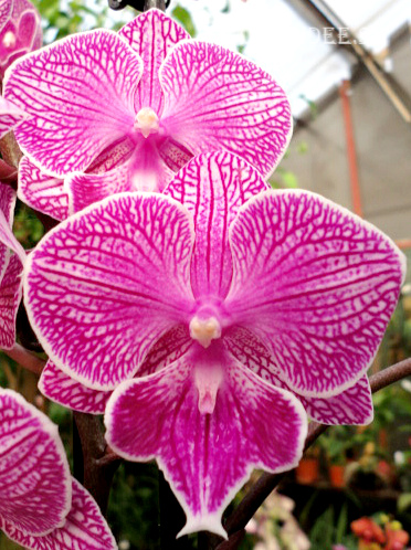 Phalaenopsis PH 259 Big Lip