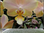 Phalaenopsis PHM 134 Valkion