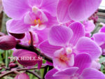 Phalaenopsis PHM 135 Pinky