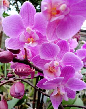 Phalaenopsis PHM 135 Pinky