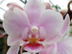 Phalaenopsis PHM 136 Light Rose 'Lovette'