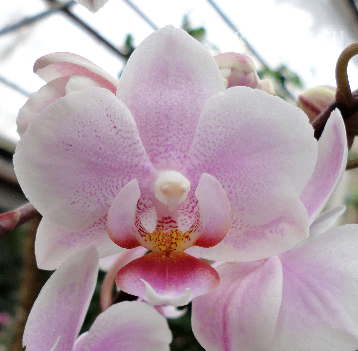 Phalaenopsis PHM 136 Light Rose 'Lovette'