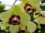 Phalaenopsis PHM 137 Deep Secret