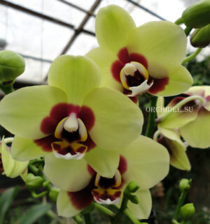 Phalaenopsis PHM 137 Deep Secret