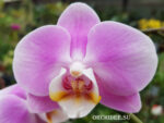 Phalaenopsis PHM 138