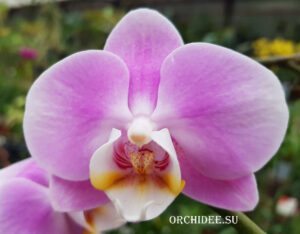 Phalaenopsis PHM 138