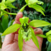 Coelogyne pandurata very big/dark blossom selection