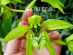 Coelogyne pandurata very big/dark blossom selection
