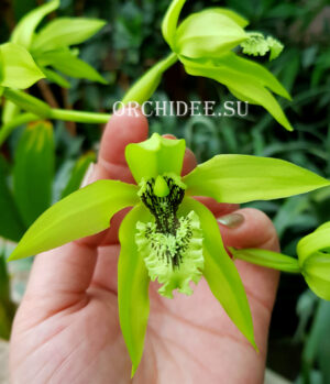 Coelogyne pandurata very big/dark blossom selection