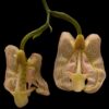 Coryanthes macrocorys