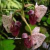 coryanthes_alborosea_1