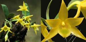 Dendrobium trigonopus