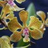 Encyclia fowliei