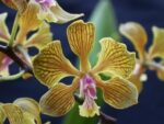 Encyclia fowliei