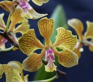 Encyclia fowliei