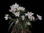 Holcoglossum flavescens