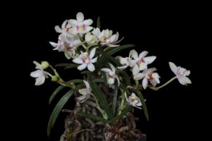 Holcoglossum flavescens