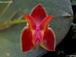 Lepanthes tracheia