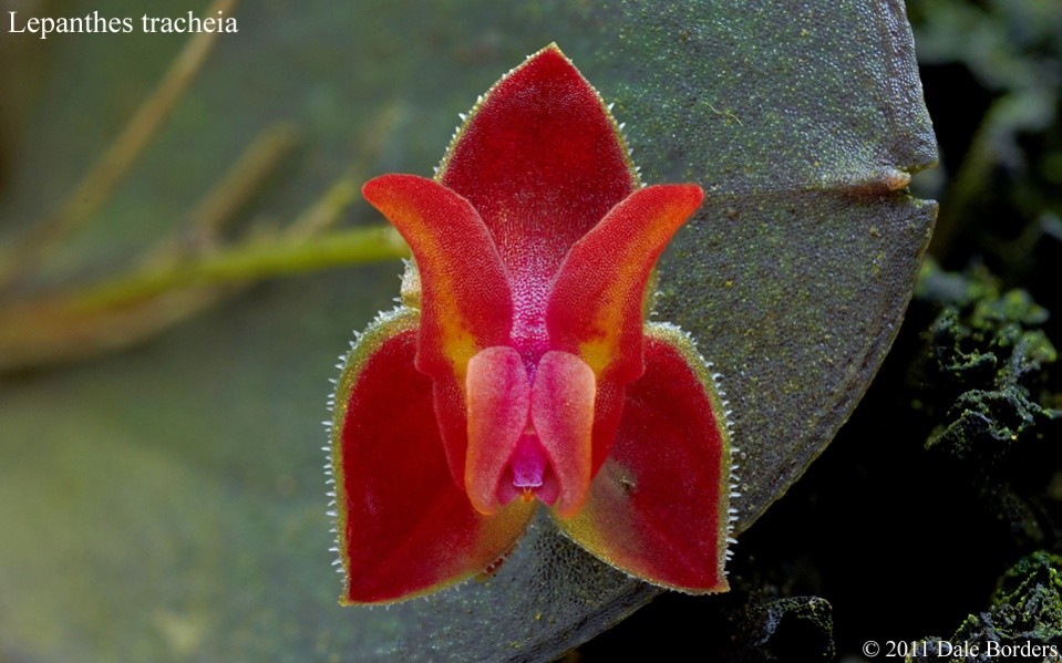 Lepanthes tracheia