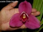 Lycaste Chita Impulse (dark pink flower)