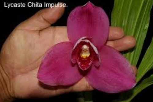 Lycaste Chita Impulse (dark pink flower)