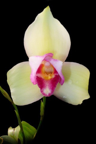 Lycaste Chita Impulse (Pink and yellow flower)