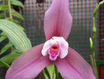 Lycaste Chita Melody x Sunray
