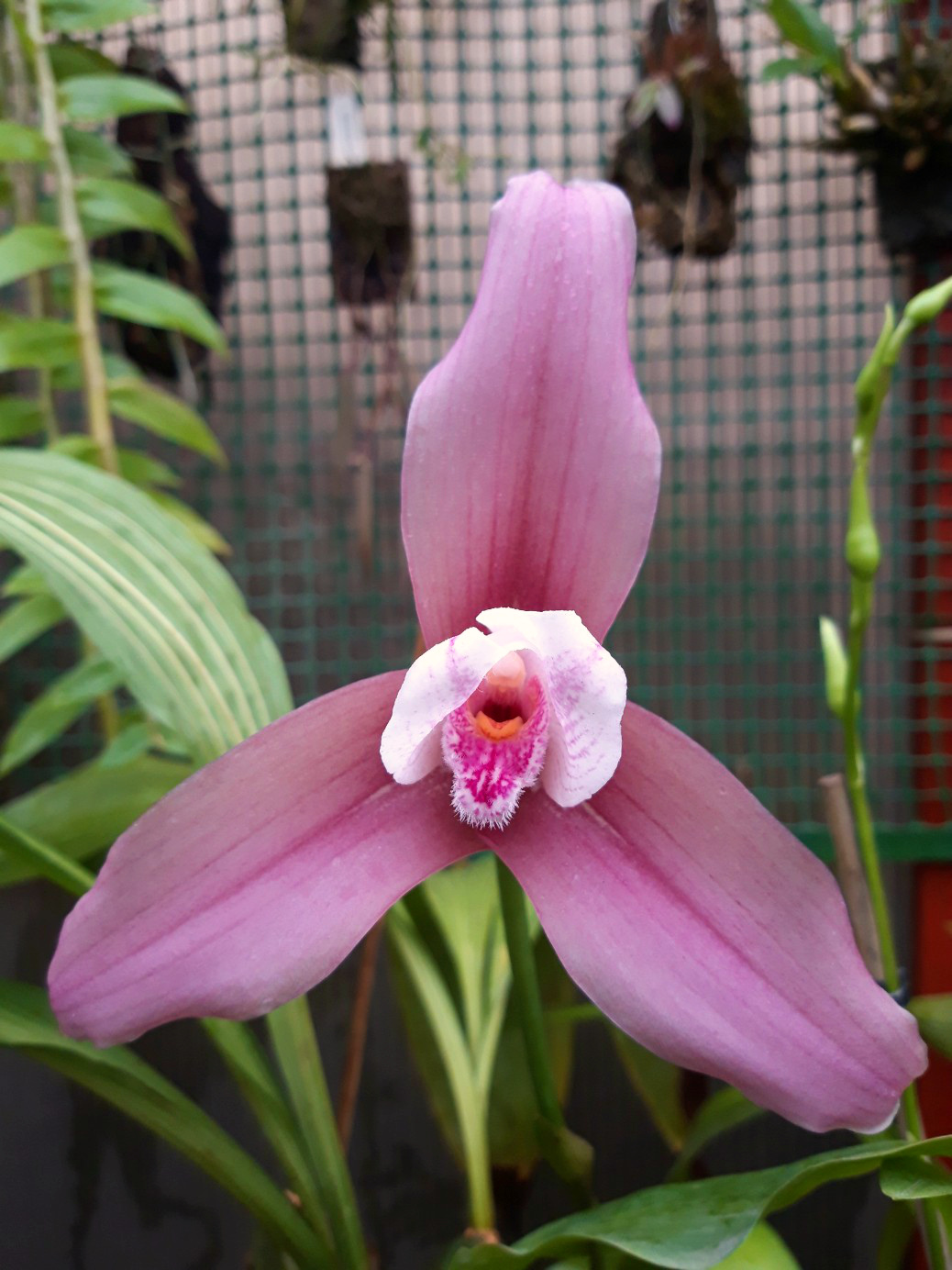 Lycaste Chita Melody x Sunray