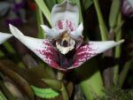 Maxillaria sanderiana