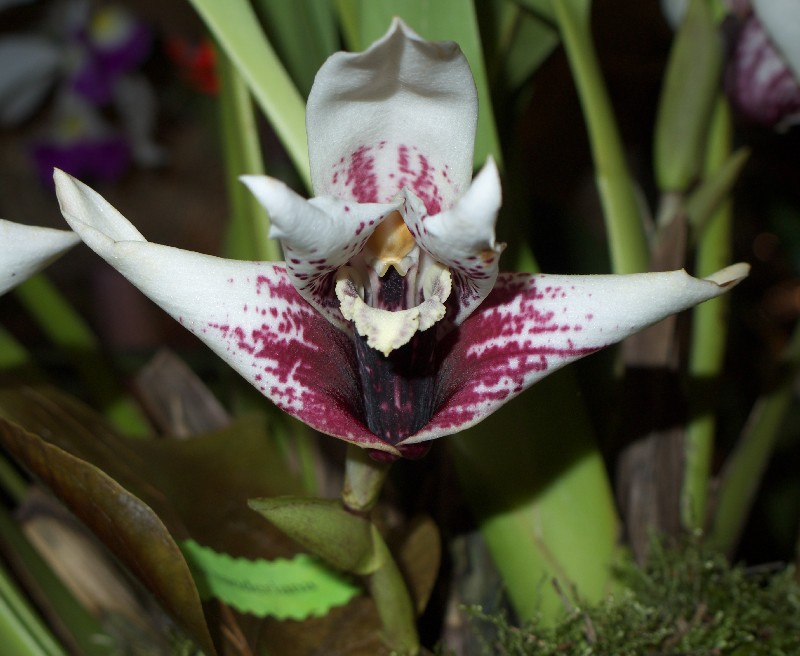 Maxillaria sanderiana