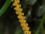 Oberonia acaulis