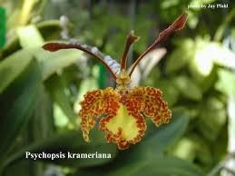 Psychopsis krameriana