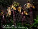 Paphiopedilum Michael Koopowitz