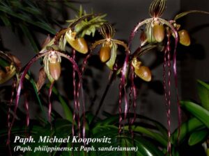 Paphiopedilum Michael Koopowitz