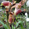 paph_rob_agnes_2