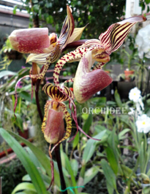 paph_rob_agnes_2