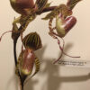 paph_rob_agnes_3