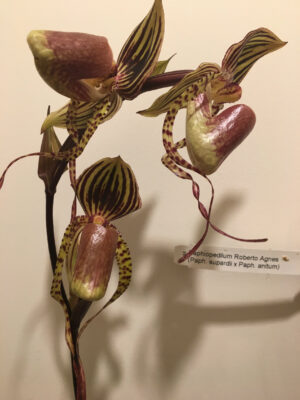 paph_rob_agnes_3