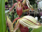 Paphiopedilum Taiwan Tiger
